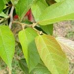 Guazuma ulmifolia 其他