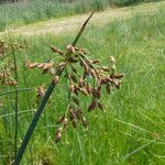 Schoenoplectus tabernaemontani Blüte