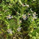 Symphyotrichum oolentangienseFlower