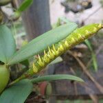 Bulbophyllum scaberulum Flower