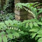 Polygonatum × hybridum ശീലം