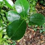 Viburnum odoratissimum Leaf