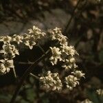 Micranthes virginiensis Flower