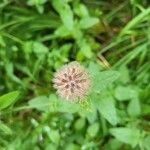 Clinopodium vulgareFlower