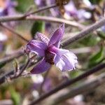 Delphinium staphisagria Kukka