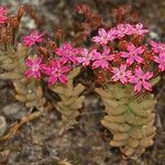 Pistorinia hispanica Flower