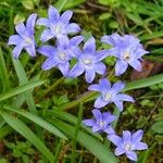 Scilla luciliae موطن