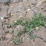 Tridax procumbens Облик