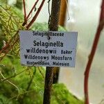 Selaginella willdenowii Autre