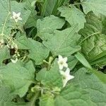 Solanum nigrescens Flower