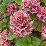 Hydrangea macrophylla Цвят