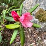 Rhododendron roseumFlower