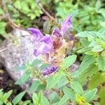 Scutellaria alpina Blüte