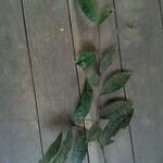 Annona foetida ഇല
