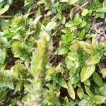 Hygrophila polysperma Leaf