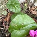 Cyclamen coum पत्ता