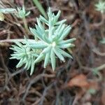 Petrosedum forsterianum Hoja