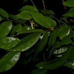 Machaerium leiophyllum Leaf