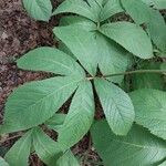 Rodgersia aesculifolia Foglia