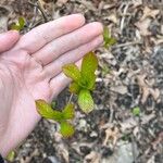 Viburnum sieboldii Levél