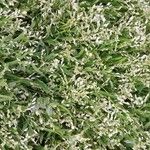 Poa annua 整株植物