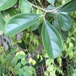 Bignonia magnifica Leaf