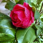 Camellia japonica Flower