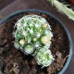 Mammillaria gracilis Hostoa