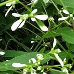 Chamaesyce hypericifolia Цвят