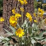 Wyethia sagittata Kvet