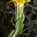 Trixis californica Flor
