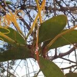 Psittacanthus robustus Φύλλο