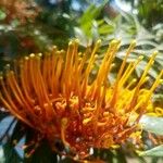 Grevillea robusta Flor