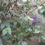 Thunbergia erectaLeaf