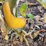 Solanum melongena Fruit