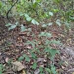 Trichilia elegans Habit