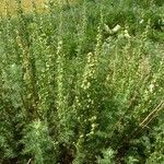 Artemisia chamaemelifolia Buveinė