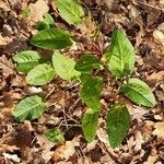 Rumex pulcherLeaf