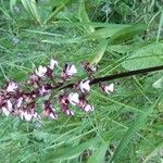 Orchis purpurea Цветок