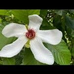 Dillenia philippinensis Kvet
