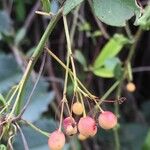 Gymnosporia senegalensis Fruit