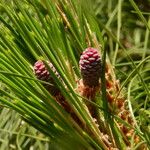 Pinus canariensis Plod