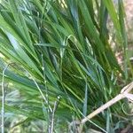 Ancistrachne numaeensis Hoja