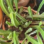 Stapelia grandiflora Leaf