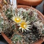 Turbinicarpus schmiedickeanus Квітка