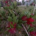 Callistemon citrinus花