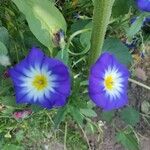 Convolvulus tricolor Flower