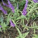 Salvia leucantha Цветок