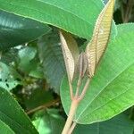 Miconia elata Leaf