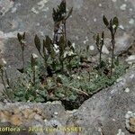 Draba dubia Hábito